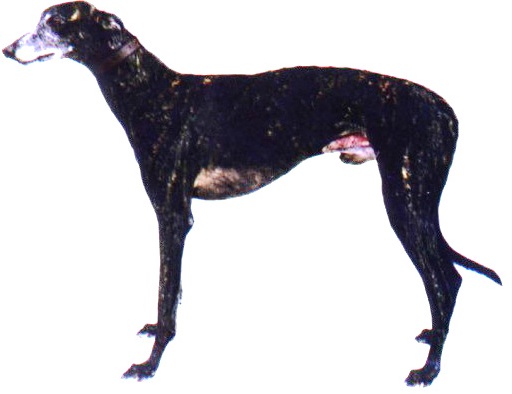black brindle