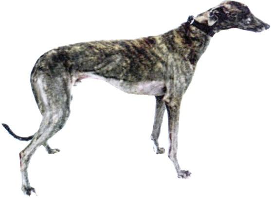 blue brindle
