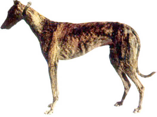 brindle