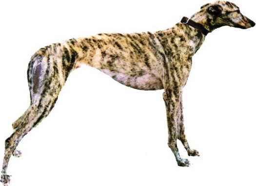 fawn brindle