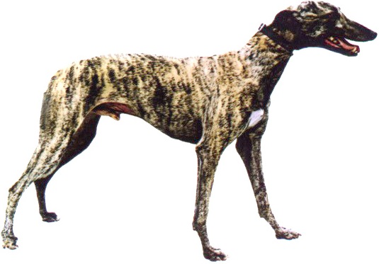 light brindle