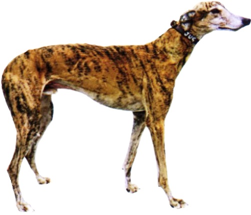 red brindle