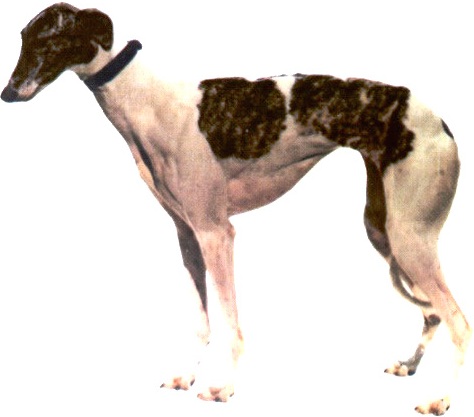 white brindle